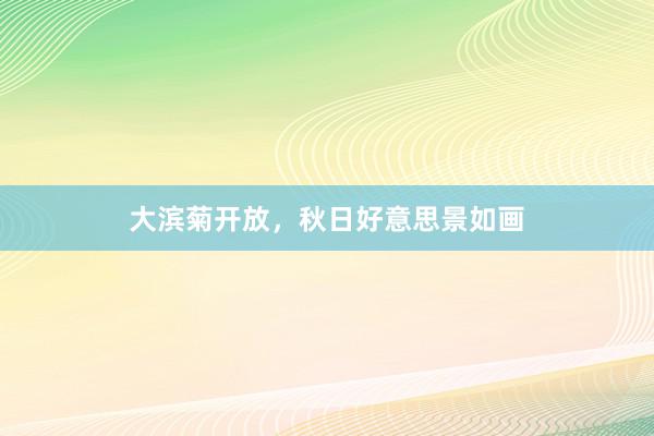 大滨菊开放，秋日好意思景如画
