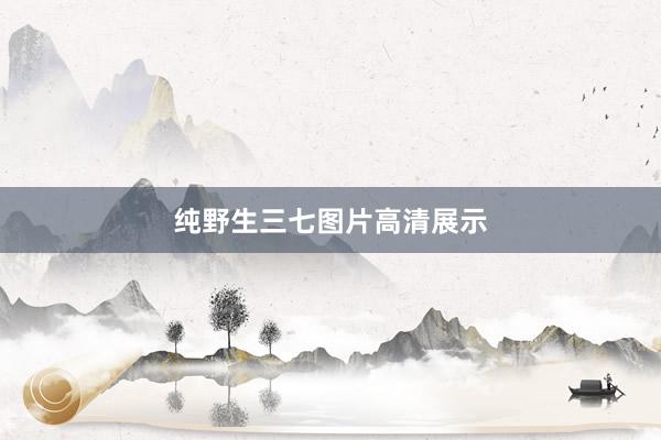 纯野生三七图片高清展示